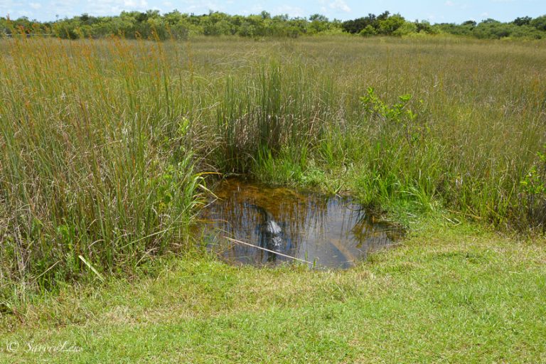 Florida Roadtrip durch den Sunshine State (Teil III) SavoryLens