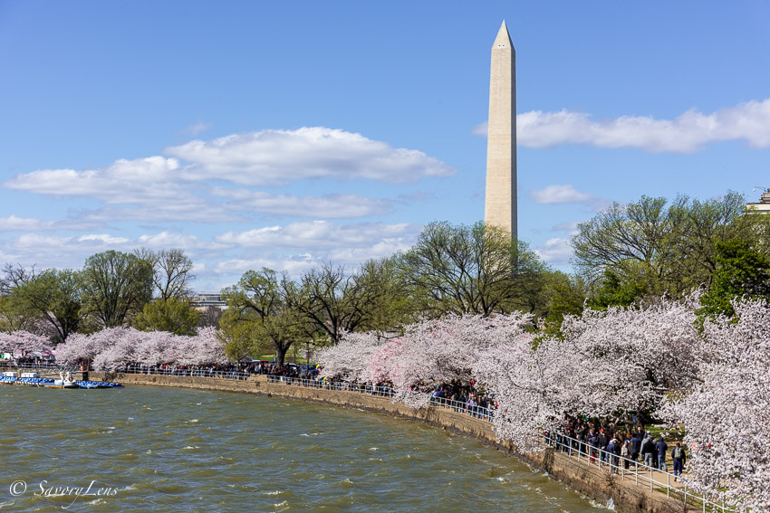 Washington D.C. - Amerikas Hauptstadt zur Kirschblüte